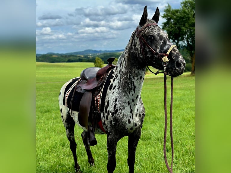Appaloosa Jument 4 Ans 150 cm Léopard in Kottenborn