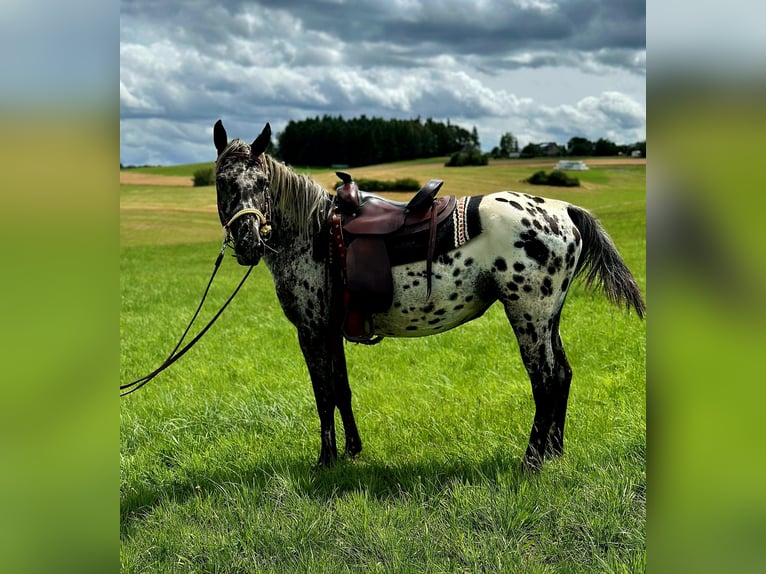 Appaloosa Jument 4 Ans 150 cm Léopard in Kottenborn
