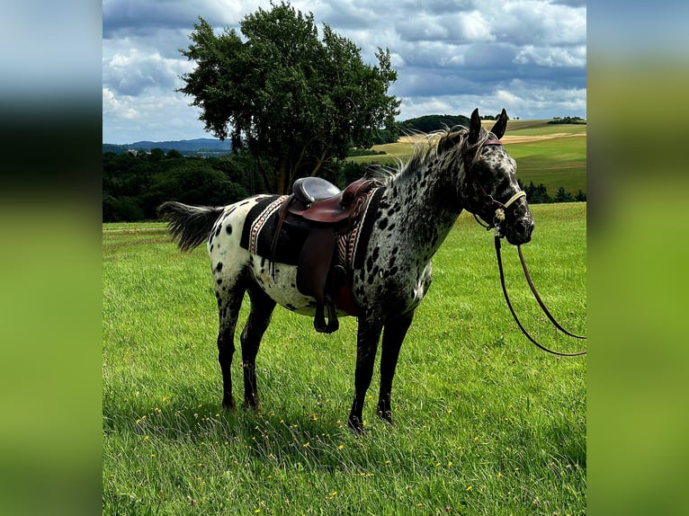 Appaloosa Jument 4 Ans 150 cm Léopard in Kottenborn