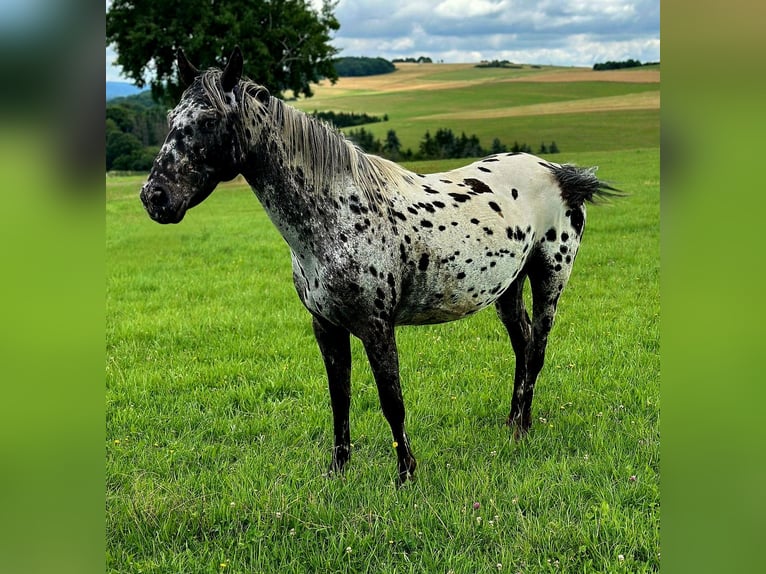 Appaloosa Jument 4 Ans 150 cm Léopard in Kottenborn