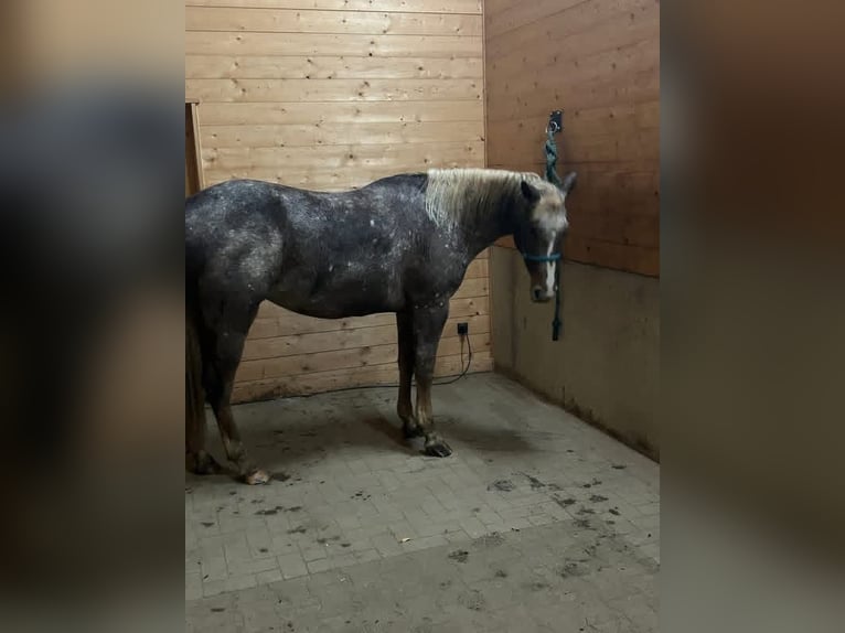 Appaloosa Jument 4 Ans 151 cm Alezan in RechCassel