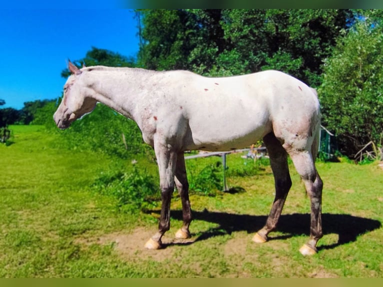 Appaloosa Jument 4 Ans 151 cm Roan-Bay in Eger