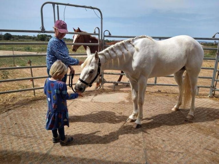 Appaloosa Croisé Jument 4 Ans 152 cm in Campos (Ballearen-Mallorca)