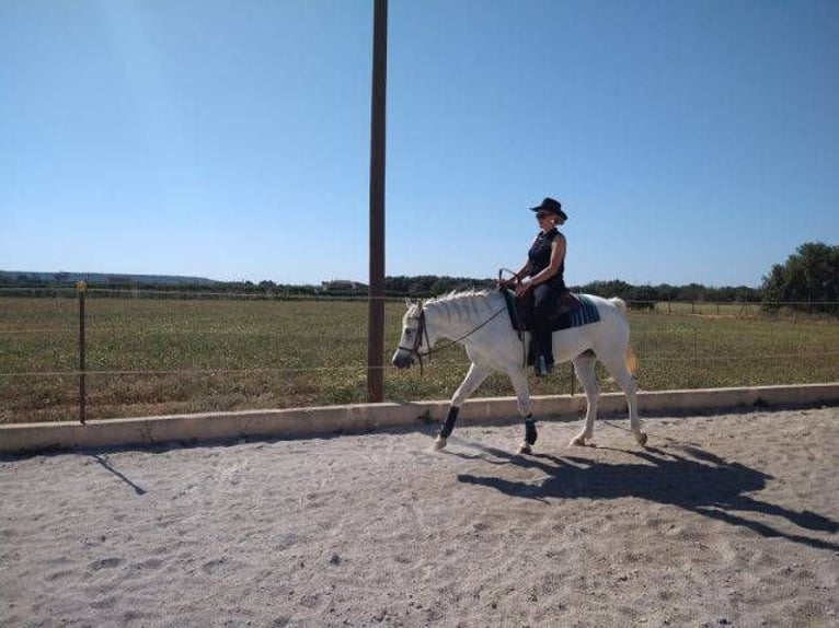 Appaloosa Croisé Jument 4 Ans 152 cm in Campos (Ballearen-Mallorca)