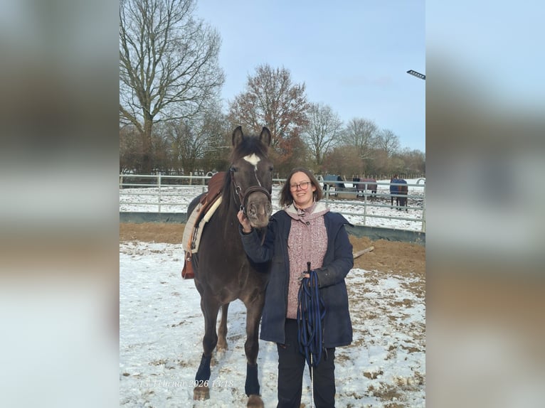 Appaloosa Croisé Jument 4 Ans 154 cm Alezan brûlé in Trittau