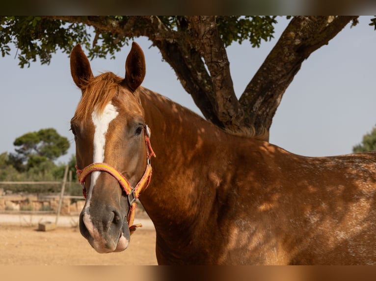 Appaloosa Jument 4 Ans 154 cm Bai in Algaida