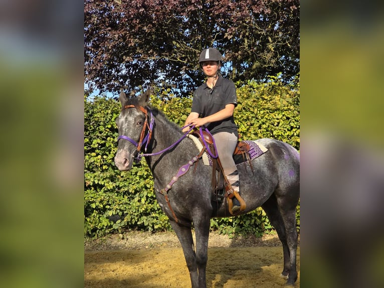 Appaloosa Croisé Jument 4 Ans 156 cm Léopard in Linkenbach