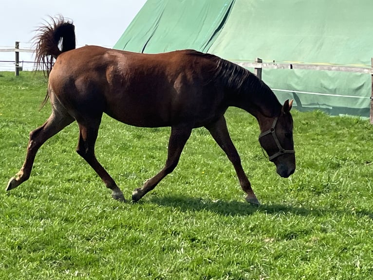 Appaloosa Jument 4 Ans 157 cm Alezan cuivré in Schieder-Schwalenberg