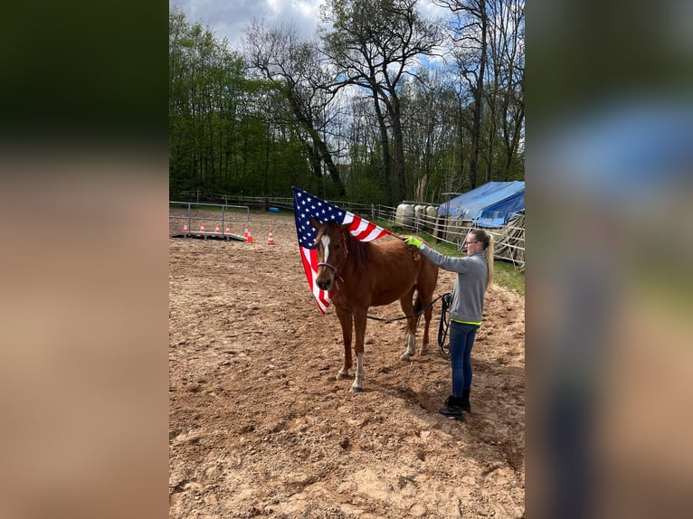 Appaloosa Jument 4 Ans 157 cm Alezan cuivré in Dickel