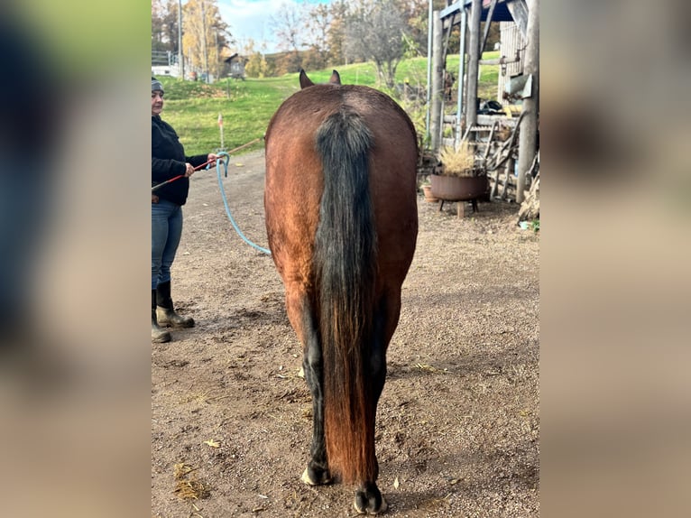 Appaloosa Jument 4 Ans Bai in Berga-Wünschendorf