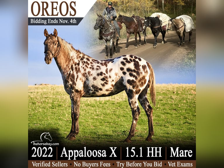 Appaloosa Jument 4 Ans Noir in Craig,CO