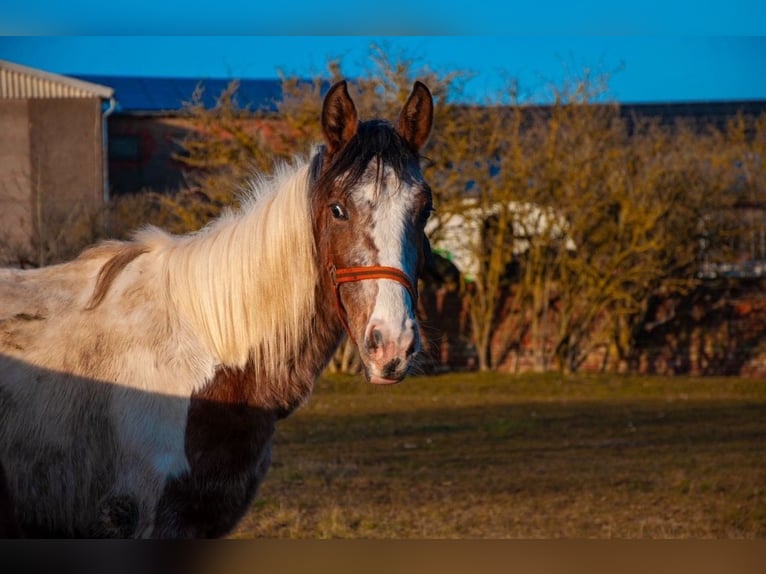 Appaloosa Croisé Jument 4 Ans Pinto in Kaltohmfeld