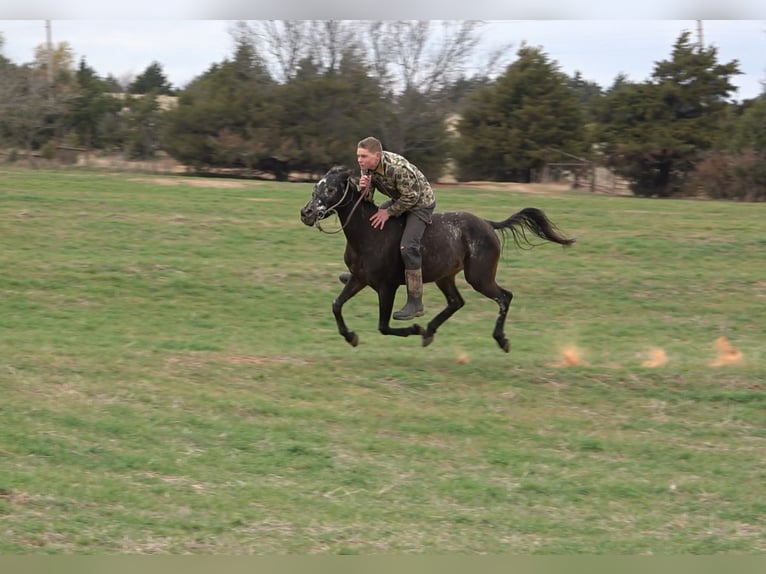 Appaloosa Croisé Jument 5 Ans 140 cm Bai brun foncé in Perkins