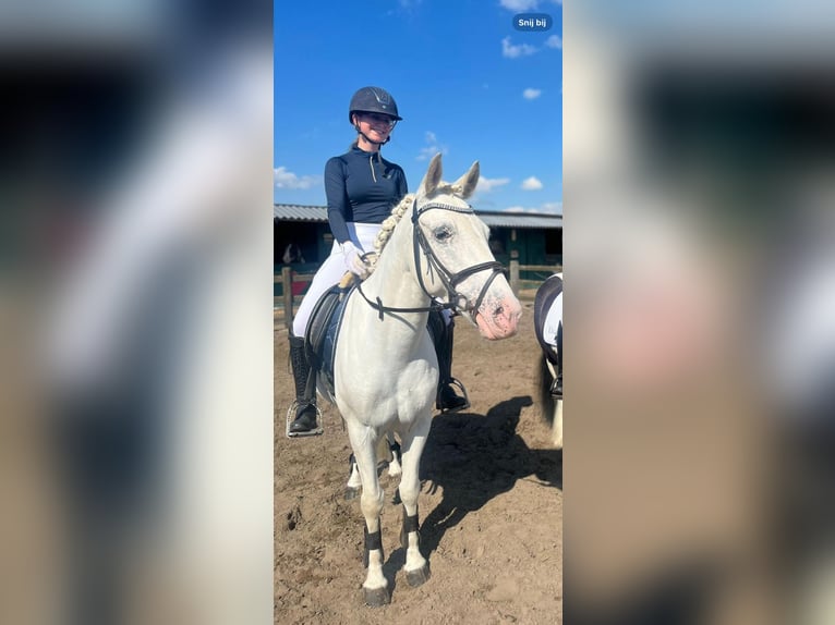 Appaloosa Jument 5 Ans 140 cm Léopard in Beverwijk