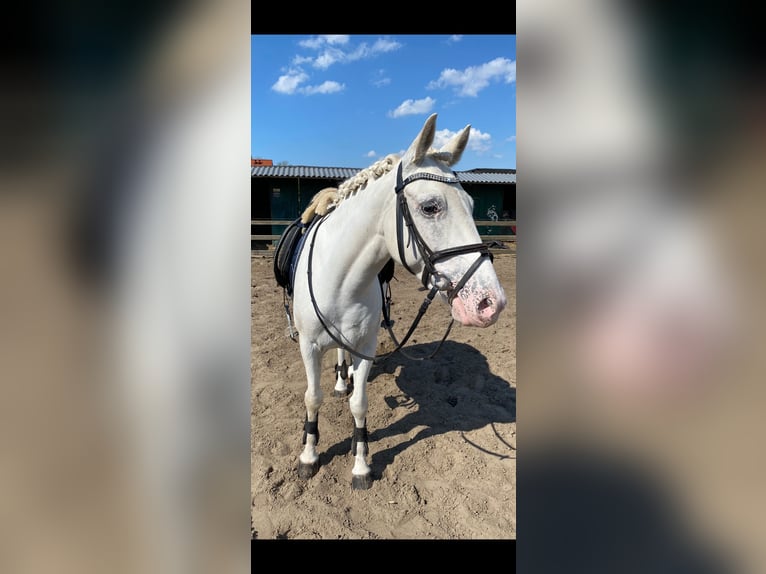 Appaloosa Jument 5 Ans 140 cm Léopard in Beverwijk