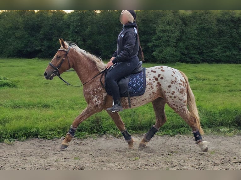Appaloosa Jument 5 Ans 142 cm Léopard in Naumburg