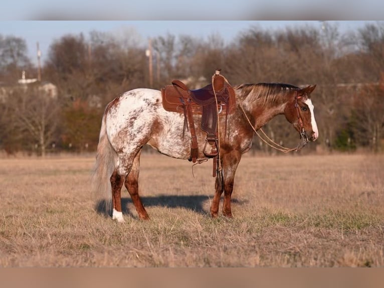 Appaloosa Jument 5 Ans 142 cm Rouan Rouge in Madisonville TX