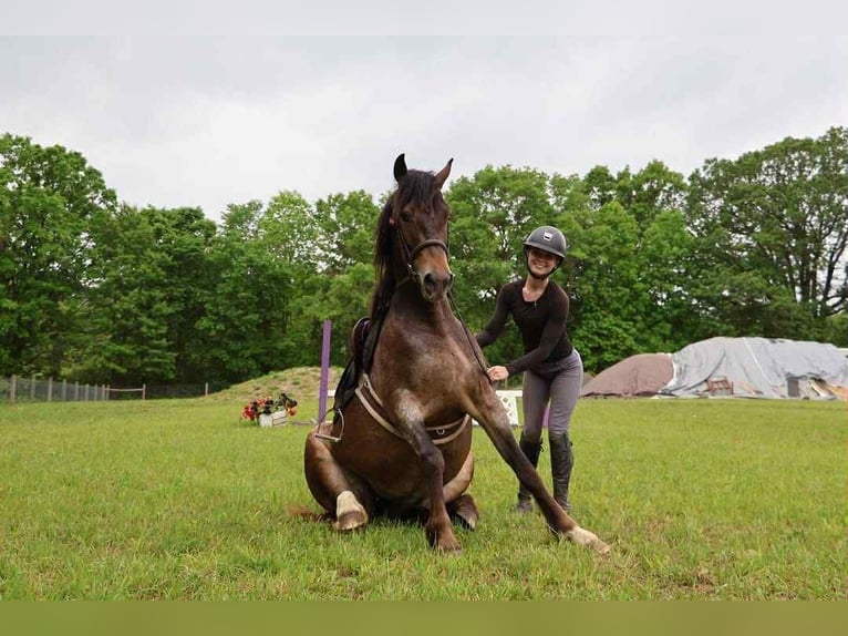 Appaloosa Jument 5 Ans 145 cm Bai cerise in Howell