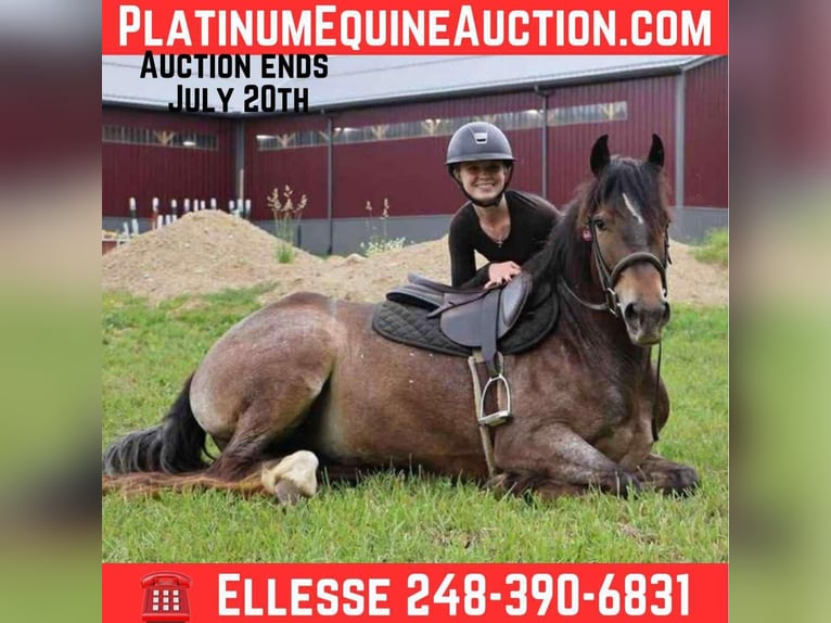 Appaloosa Jument 5 Ans 145 cm Bai cerise in Howell