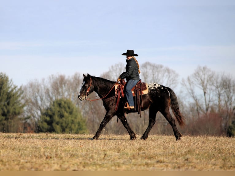 Appaloosa Croisé Jument 5 Ans 147 cm Noir in Clarion