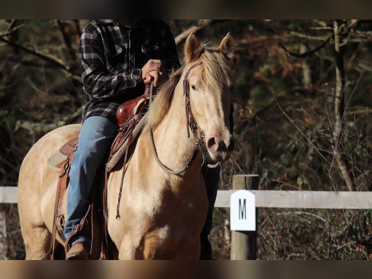 Appaloosa Croisé Jument 5 Ans 148 cm Champagne in Cleppé