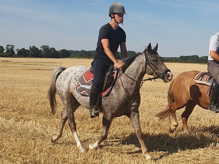 Appaloosa Croisé Jument 5 Ans 148 cm Léopard in Wust-Fischbeck