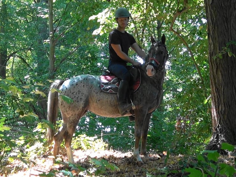 Appaloosa Croisé Jument 5 Ans 148 cm Léopard in Wust-Fischbeck