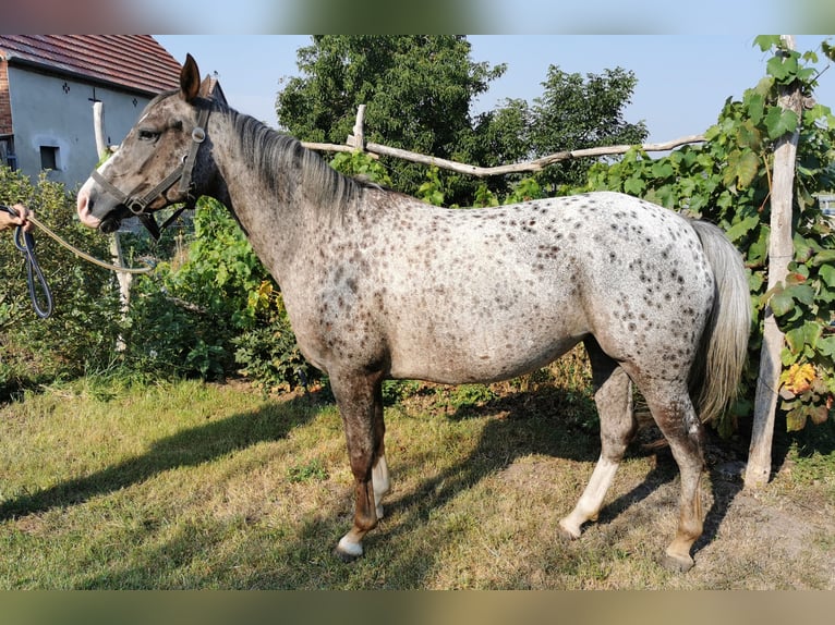 Appaloosa Croisé Jument 5 Ans 148 cm Léopard in Wust-Fischbeck