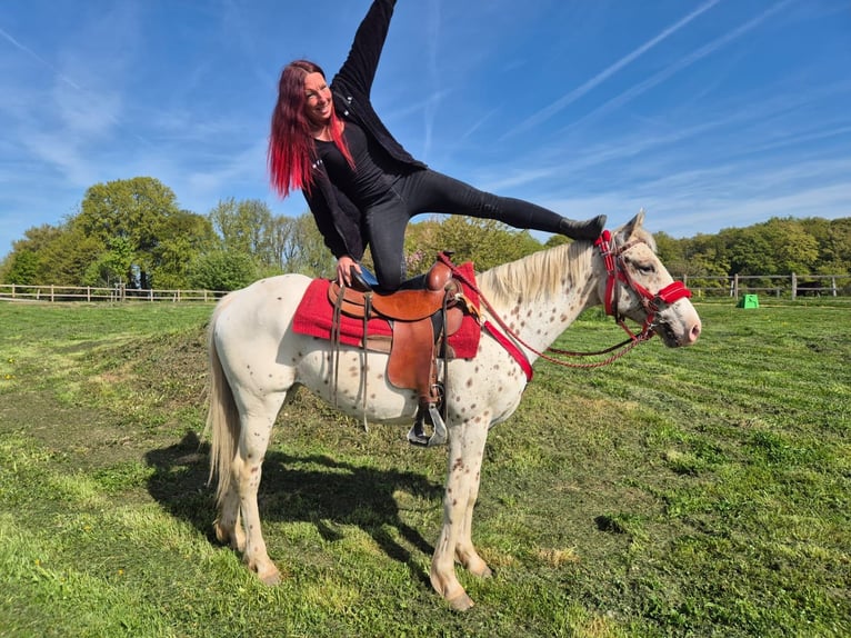 Appaloosa Jument 5 Ans 149 cm Léopard in Linkenbach