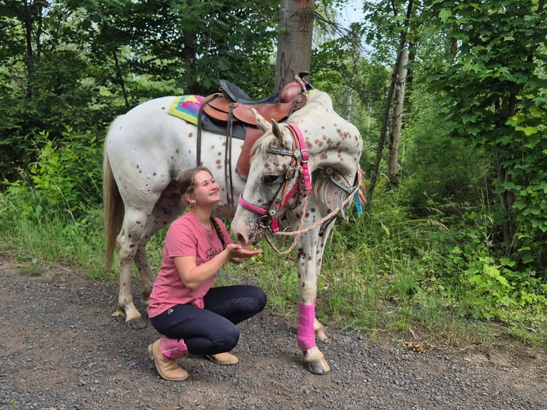 Appaloosa Jument 5 Ans 149 cm Léopard in Linkenbach