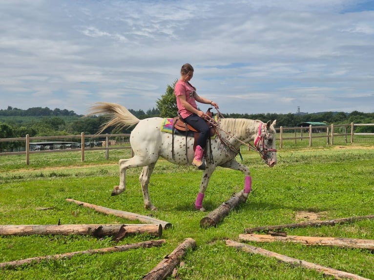 Appaloosa Jument 5 Ans 149 cm Léopard in Linkenbach