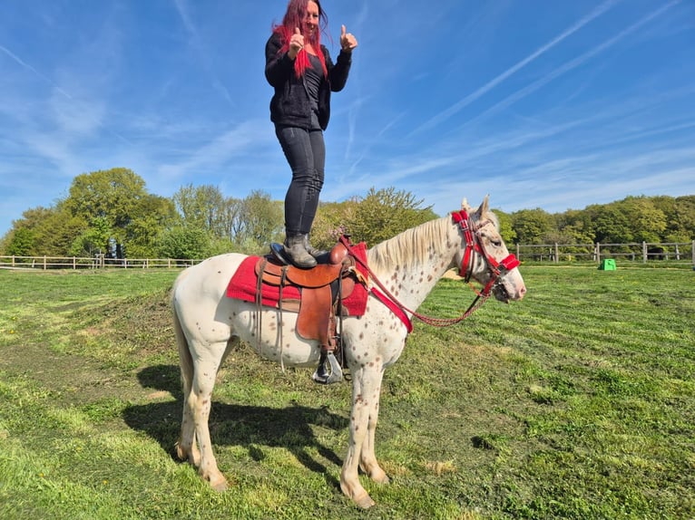 Appaloosa Jument 5 Ans 149 cm Léopard in Linkenbach