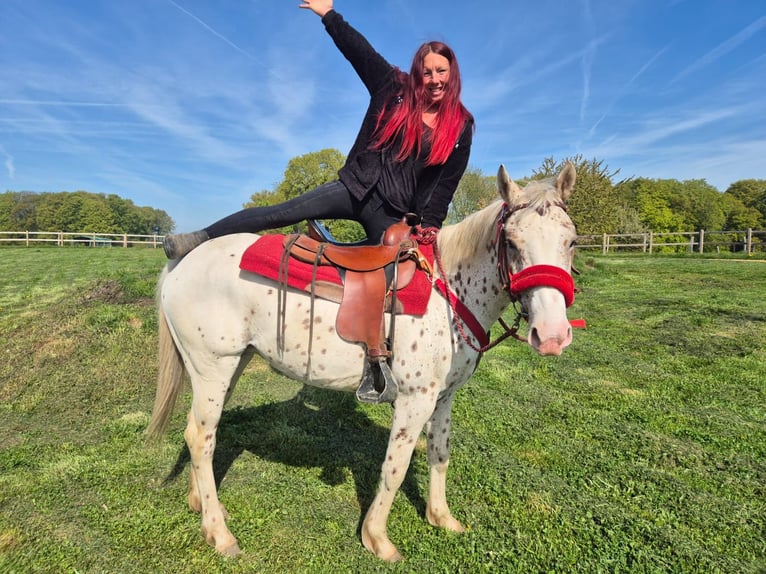 Appaloosa Jument 5 Ans 149 cm Léopard in Linkenbach