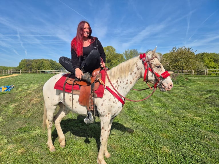 Appaloosa Jument 5 Ans 149 cm Léopard in Linkenbach