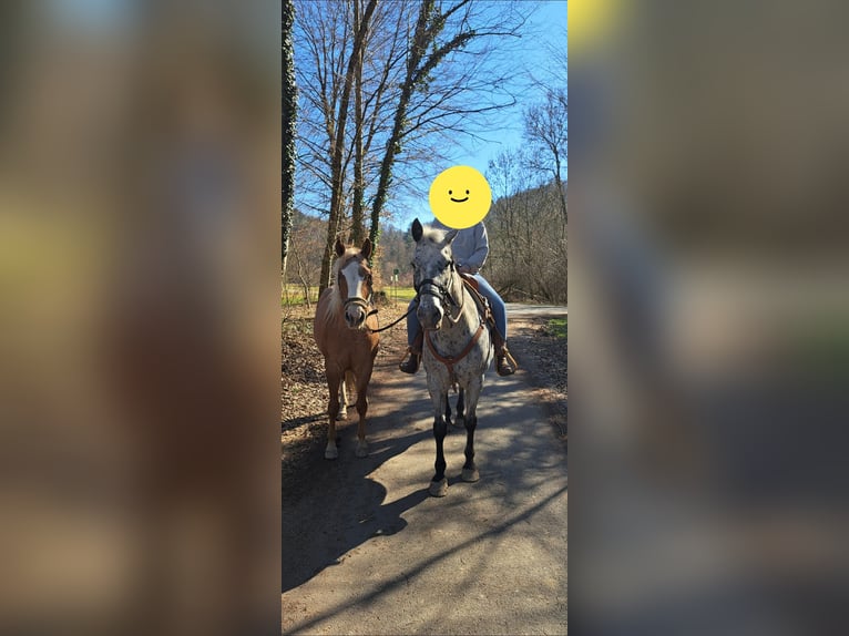Appaloosa Jument 5 Ans 150 cm Alezan in Obervogau