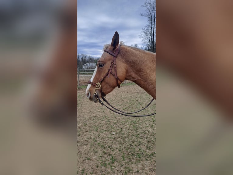 Appaloosa Jument 5 Ans 150 cm Alezan in Obervogau