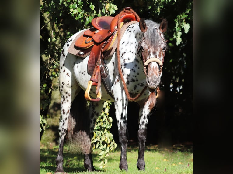 Appaloosa Croisé Jument 5 Ans 153 cm Léopard in Oberlangen