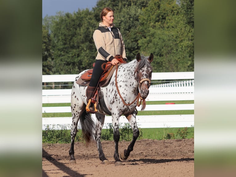 Appaloosa Croisé Jument 5 Ans 153 cm Léopard in Oberlangen
