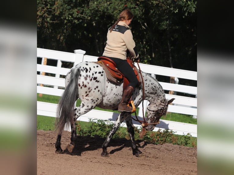 Appaloosa Croisé Jument 5 Ans 153 cm Léopard in Oberlangen