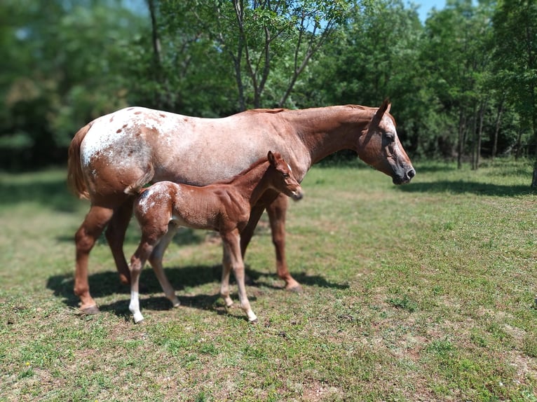 Appaloosa Jument 5 Ans 154 cm Alezan brûlé in Komen