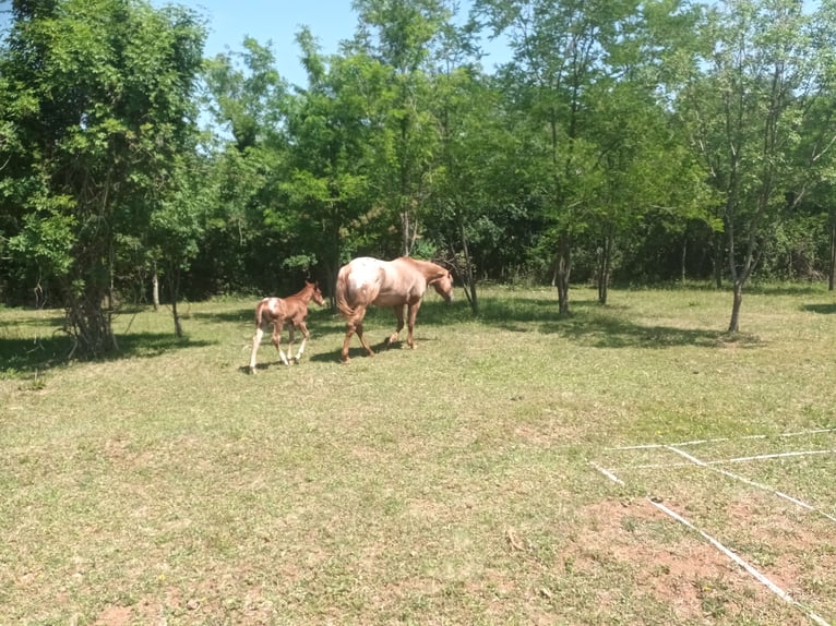 Appaloosa Jument 5 Ans 154 cm Alezan brûlé in Komen
