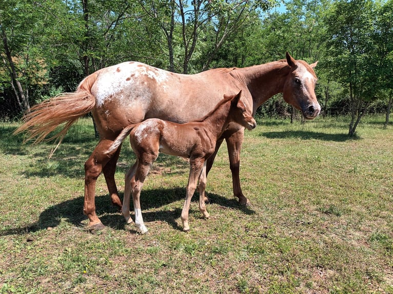 Appaloosa Jument 5 Ans 154 cm Alezan brûlé in Komen