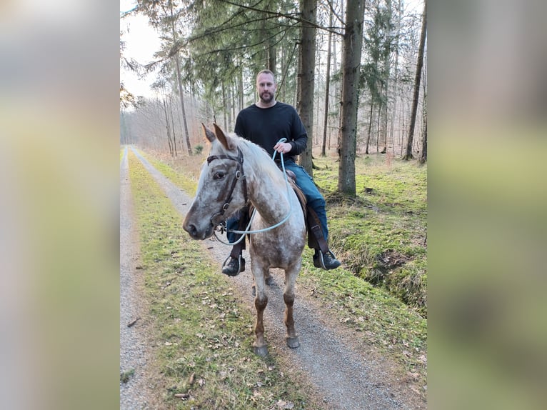 Appaloosa Croisé Jument 5 Ans 158 cm Aubère in Bad Mergentheim