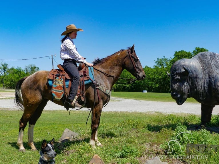 Appaloosa Jument 5 Ans 163 cm Isabelle in Durant, OK