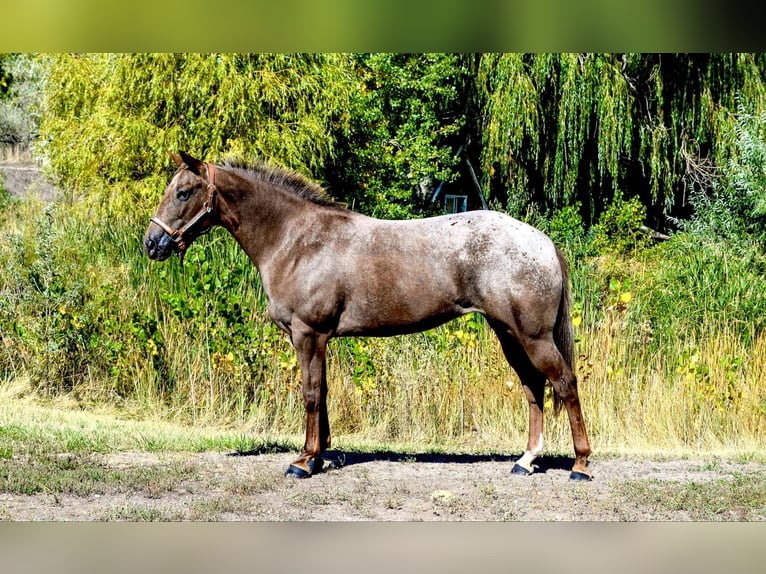 Appaloosa Jument 6 Ans 137 cm Alezan brûlé in Fort Collins, CO