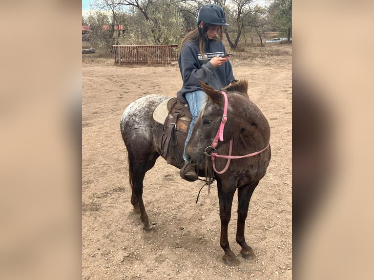 Appaloosa Jument 6 Ans 137 cm Alezan brûlé in Fort Collins, CO