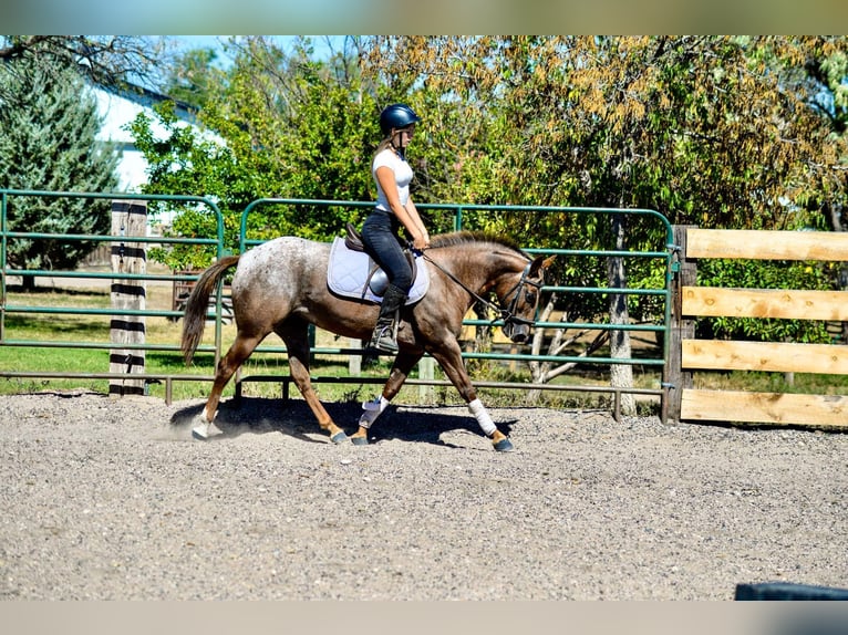 Appaloosa Jument 6 Ans 137 cm Alezan brûlé in Fort Collins, CO