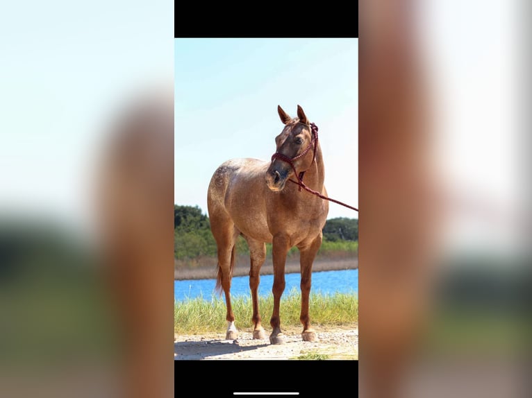 Appaloosa Jument 6 Ans 137 cm Alezan brûlé in Fort Collins, CO