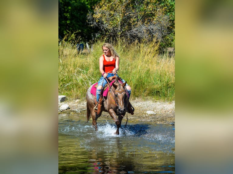 Appaloosa Jument 6 Ans 137 cm Alezan brûlé in Fort Collins, CO