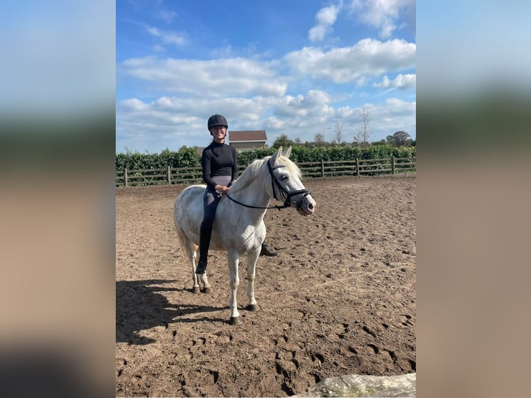 Appaloosa Croisé Jument 6 Ans 143 cm Léopard in Beverwijk